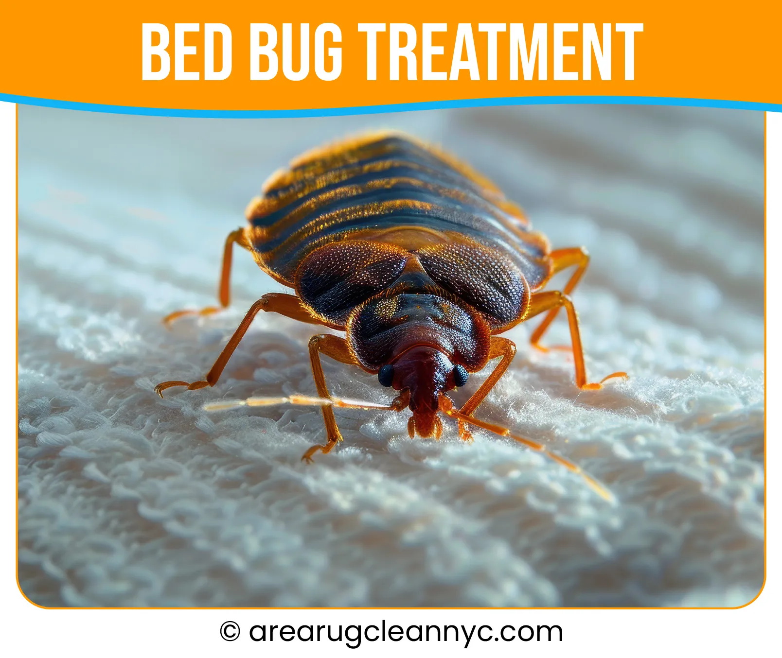 carpet cleaning in new york, carpet cleaning new york, carpet cleaners in new york, carpet cleaners in new york, commercial carpet cleaning, commercial carpet cleaning in new york, new york rug cleaners, rug cleaning services in new york, same day carpet cleaning, same day rug cleaning in new york